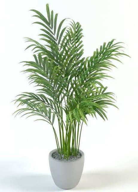 perennial no yes areca palm live.jpg