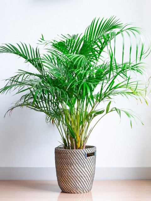 perennial yes yes areca palm pac.jpg