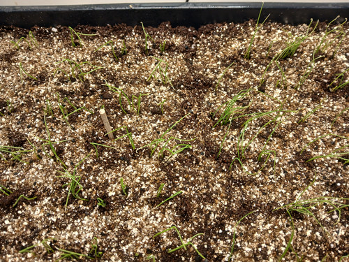 ONION SEEDS GERMINATING 5.jpg