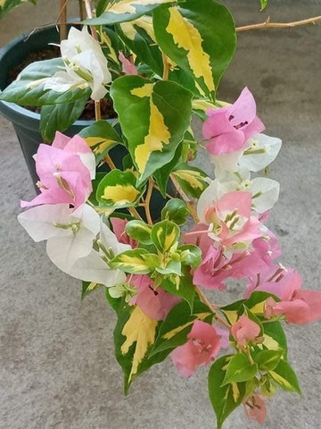 no perennial yes bougainvillea t.jpg