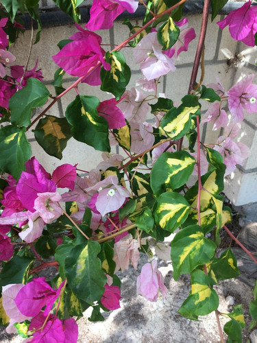 bougainvilleathimmanatureboysuma.jpg