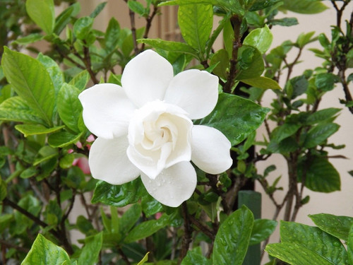 gardenia flor.jpg