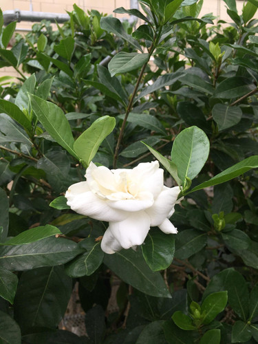 gandharaj flower plant.jpg