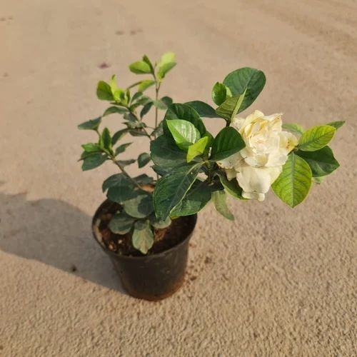 gardeniain4inchplasticpot64 500x.jpg