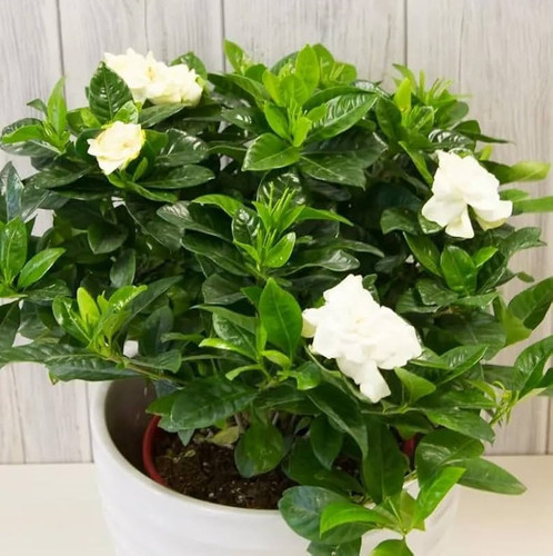 61TnyVFM3xL. AC UF1000,1000 QL80.jpg