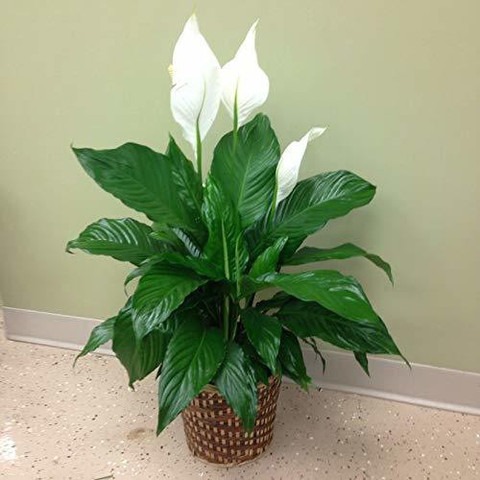 peace lily white live plant with.jpg