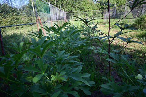 OKRA PICS 2025 59.jpg