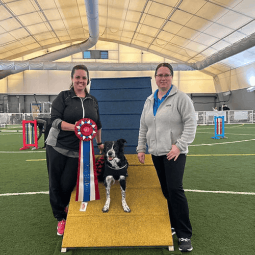 UKI Agility Trials Advanced Dog Agility Programs.gif
