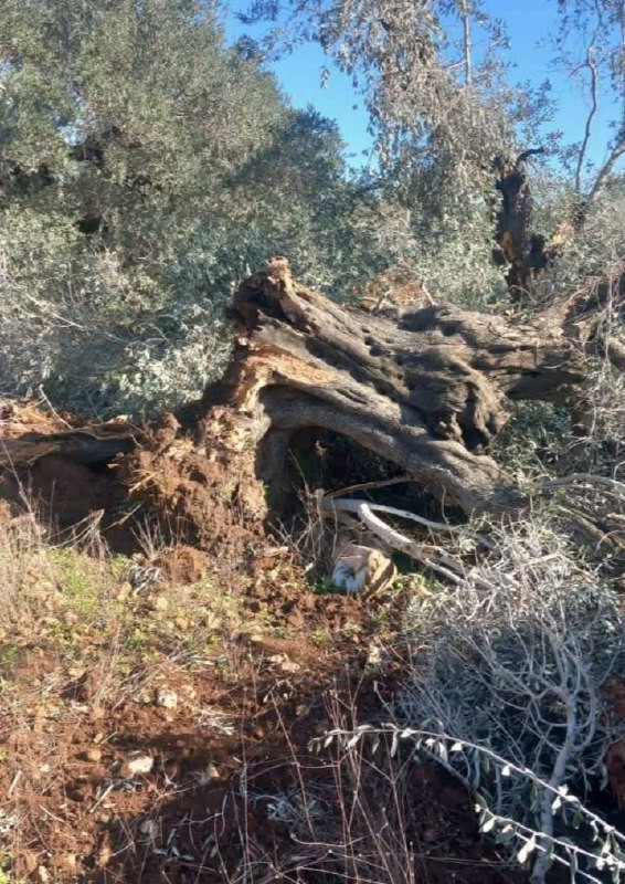 مستوطنون يقطعون أشجار زيتون معمرة في كفل حارس قضاء سلفيت ....