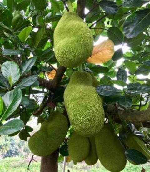 jackfruit plant 19 1 starlink or.jpg