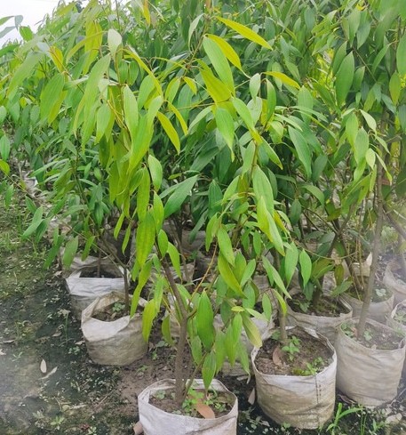 no perennial no s tejpata tree p.jpg