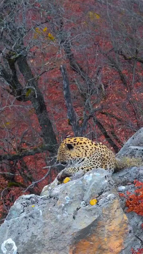 HG 8LaHmTtnUu W4.jpg