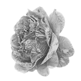 SS IridescentMidnight Elements (154)