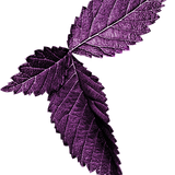 SS IridescentMidnight Elements (172).png