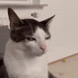 IMG 6127.gif
