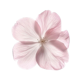 4051ebfe2fd42d9a1428291bd7851c7b removebg preview.png