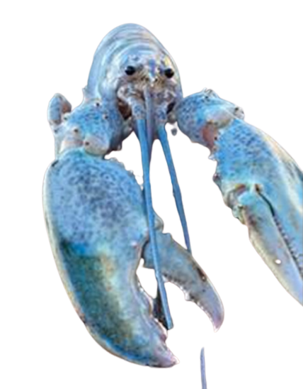 Blue Lobster PNG File.png