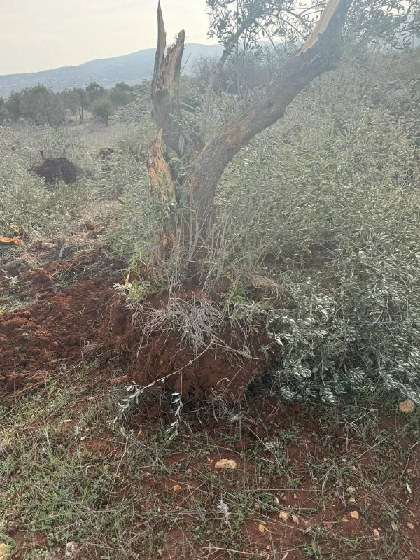 آثار تكسير جرافات المستوطنين للأشجار بجانب منزل عائلة أبو عواد في سهل ترمسعيا شمال رام الله....