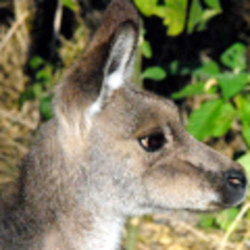 Private Sydney tours - Travel Ideology.png