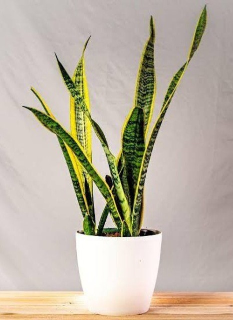 dracaena trifasciata 01 click to.jpg