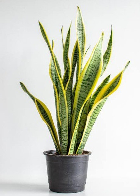 sanke house plant 05 01 click to.jpg