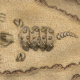 Dead Tarrasque (DnDavid)