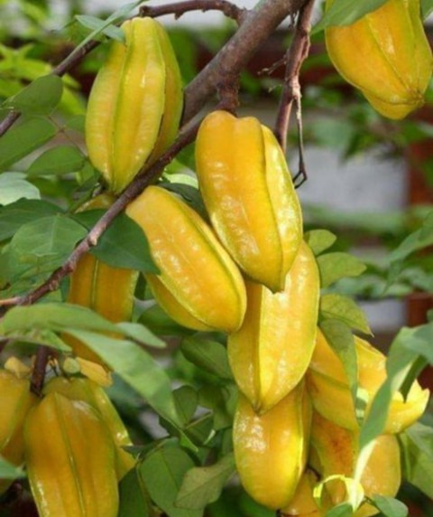 no biennial yes kamrangstarfruit.jpg