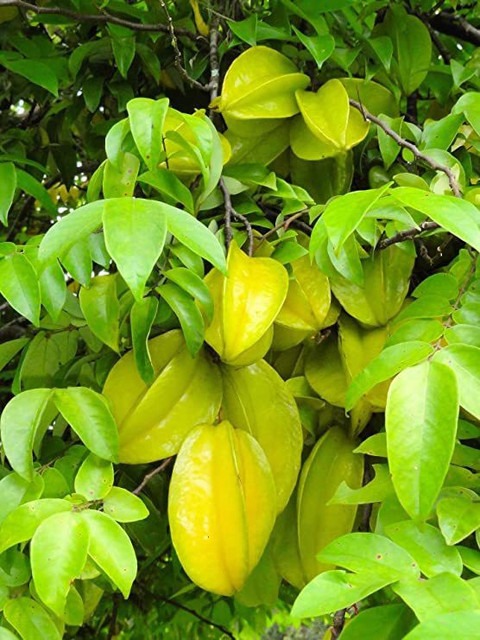 no perennial yes sweet carambola.jpg