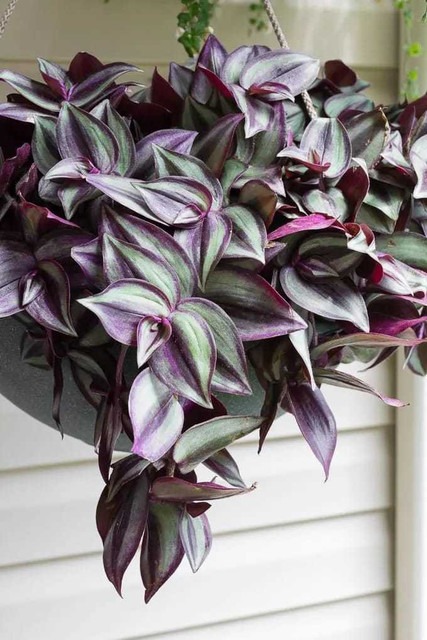 no annual yes wandering jew plan.jpg