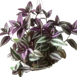 no annual no tradescantia zebrin.jpg