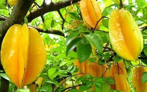 no perennial yes sweet carambola (1).jpg
