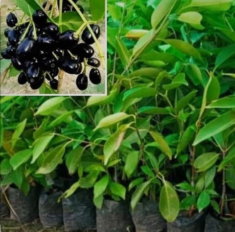 1 black jamun fruit shyam origin.jpg