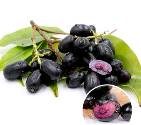perennial yes yes black jamun pl.jpg