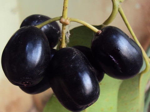 75 xl 119 black plum jamun tropi.jpg
