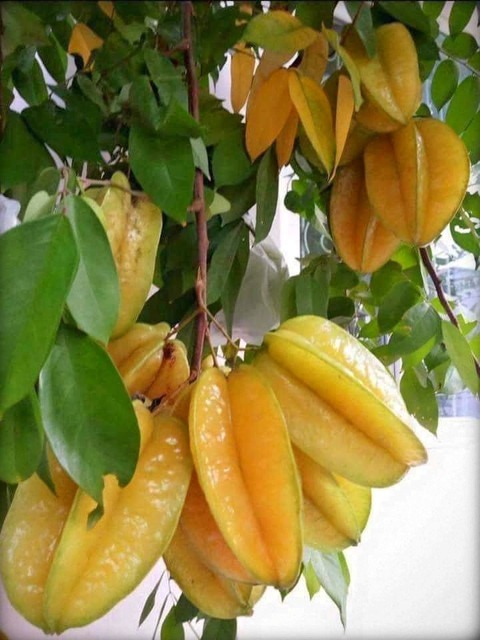 perennial yes yes star fruit kam.jpg