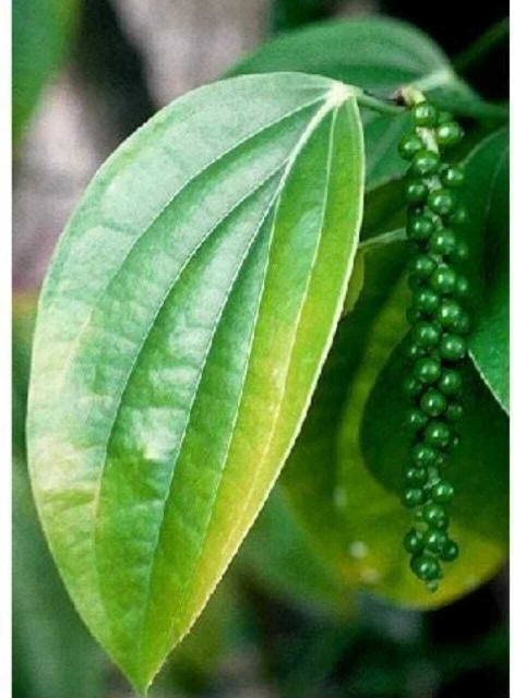biennial no yes black pepper gol.jpg