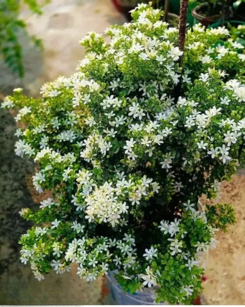 yes perennial yes indoor outdoor.jpg