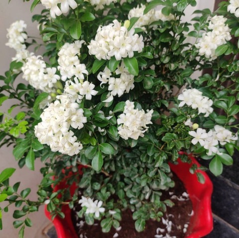 no perennial yes madhu kamini pl.jpg