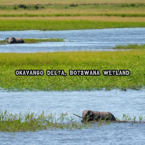 Okavango Delta, Botswana Wetland.webp