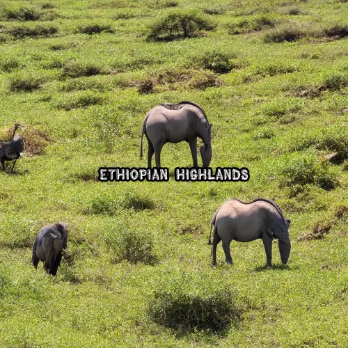 Ethiopian Highlands.webp