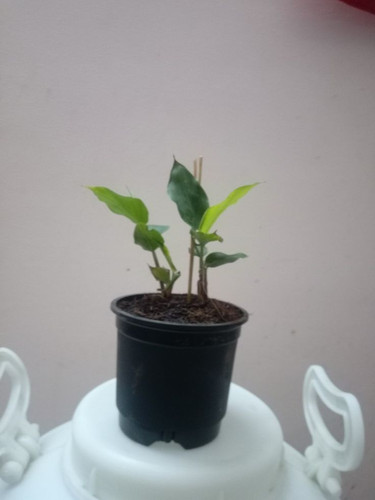 Elaichi plant.jpg