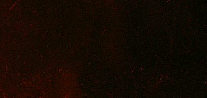 image (21).png