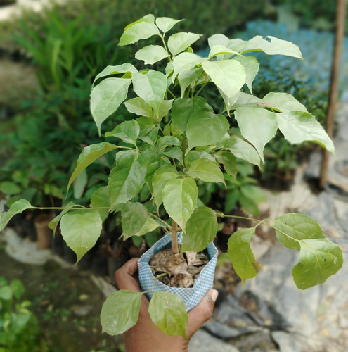 IMG 20250124 101256 Photoroom.jpg