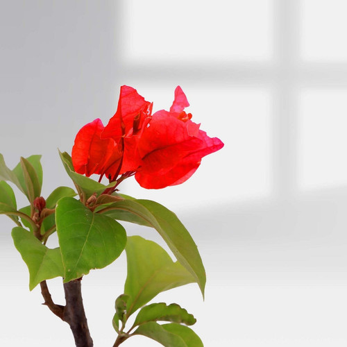 red bougainvillea plant.jpg