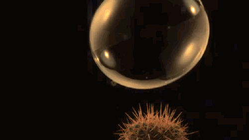 gif bubble cactus slow motion 1026025.gif