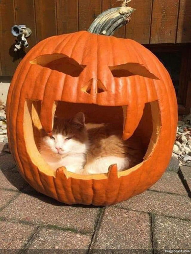 From Sunny 10 21 22 2.jpg