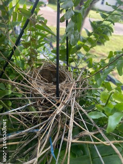 Bird Nest 4 4 2025.jpg