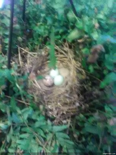 Fern Eggs 6 26 23.jpg