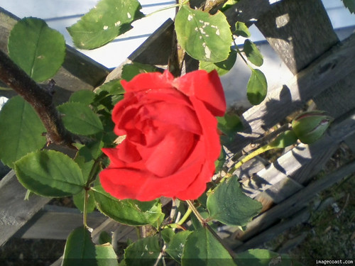 First Rose 5 22 21.jpg