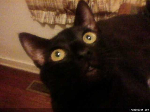 Big Eyes 3 21 17.jpg